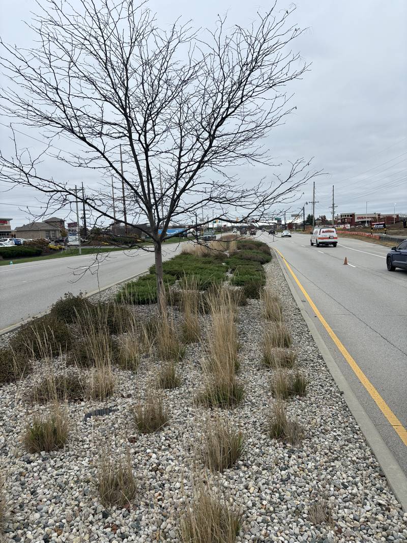 Ornamental grasses and rock along a divided roadway