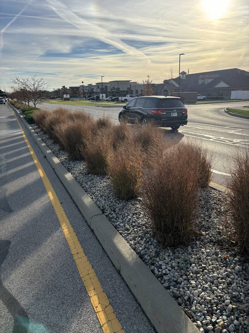 Commercial median planting at sunset