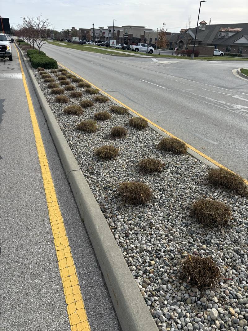 Median grasses and stone on a municipal route