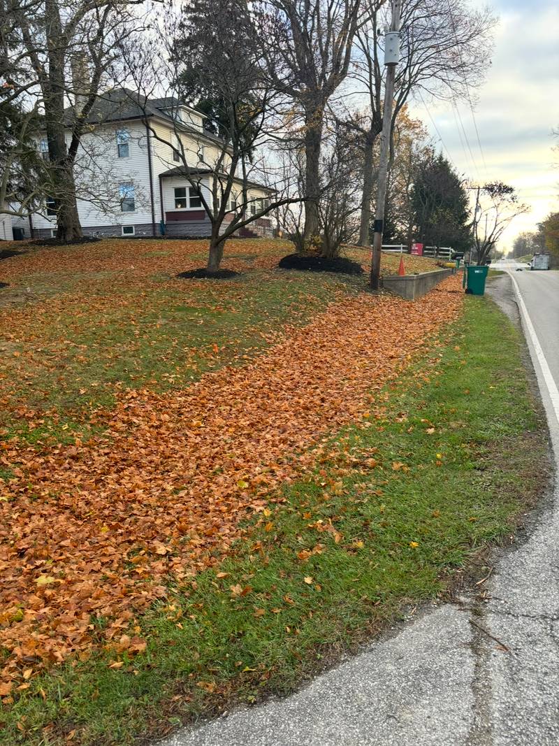 Roadside lawn with a heavy leaf windrow before clearing