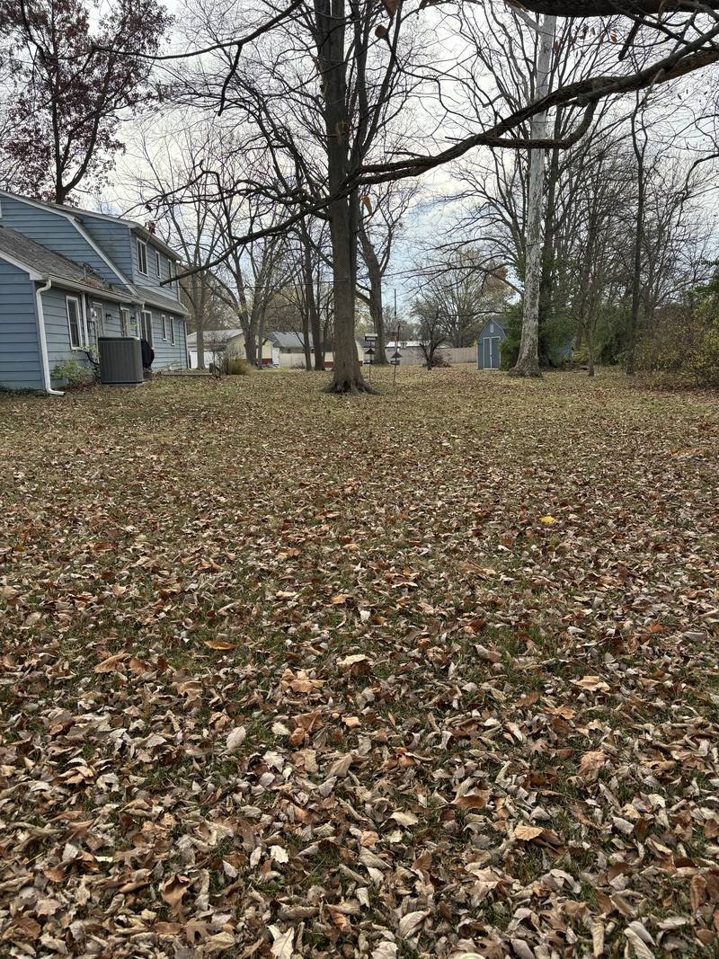 Leaves across a residential lawn before clearing