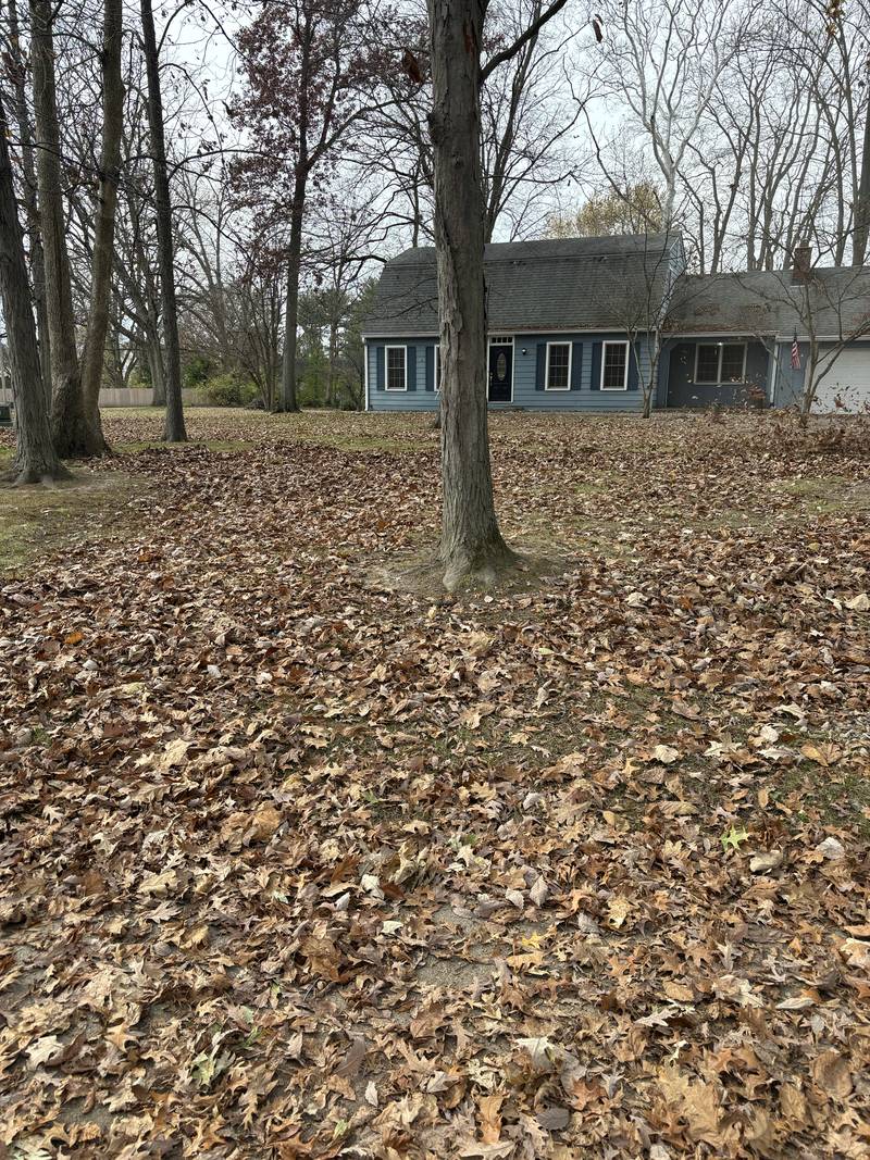 Heavy leaf cover before clearing