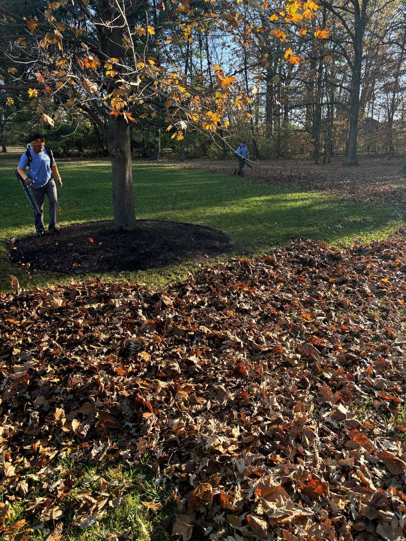 Clearing beneath a mature canopy