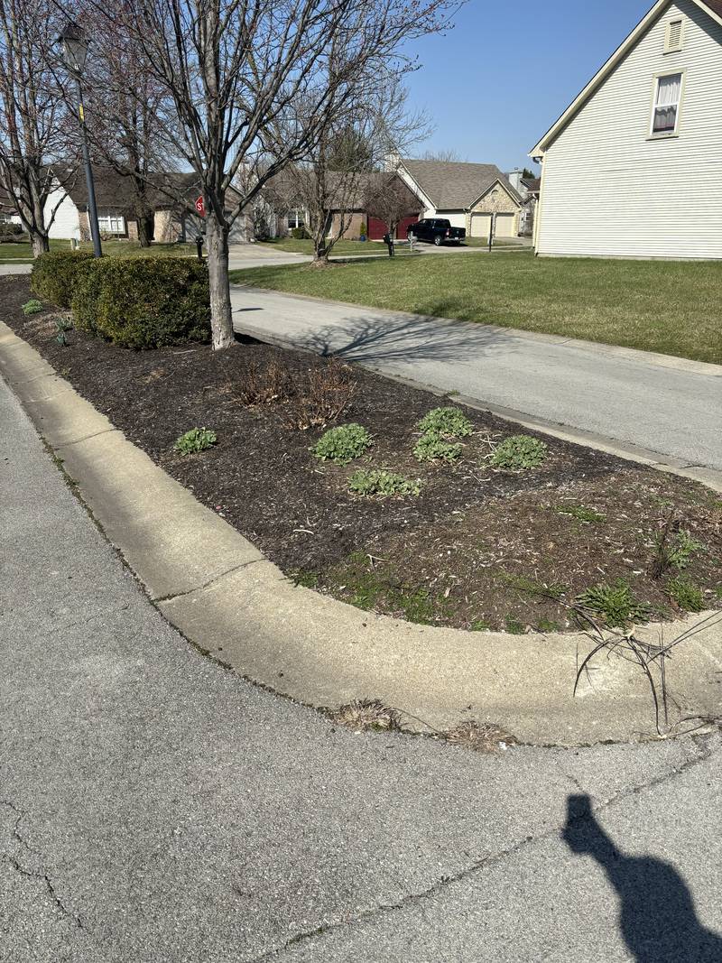 Curbside island bed, edged and mulched