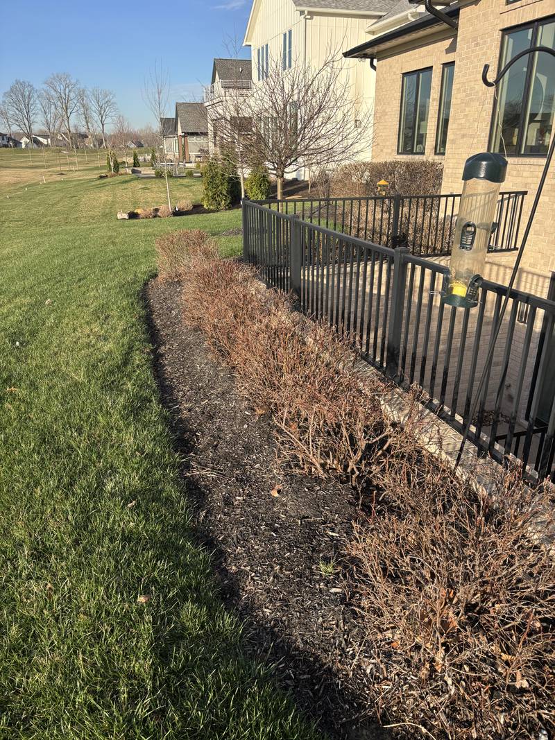 Bed line running along a wrought-iron fence