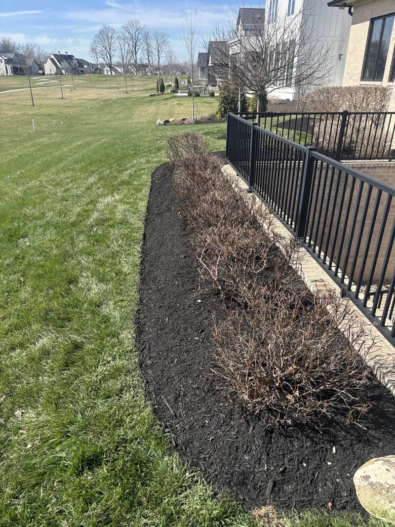 Fence-line bed, weeded and topped