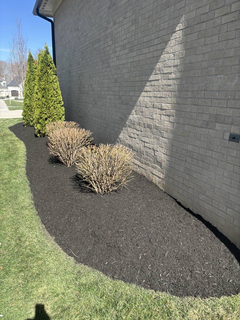 Foundation bed edged and topped with fresh mulch