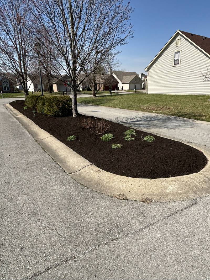 Tree ring mulched to a clean circle